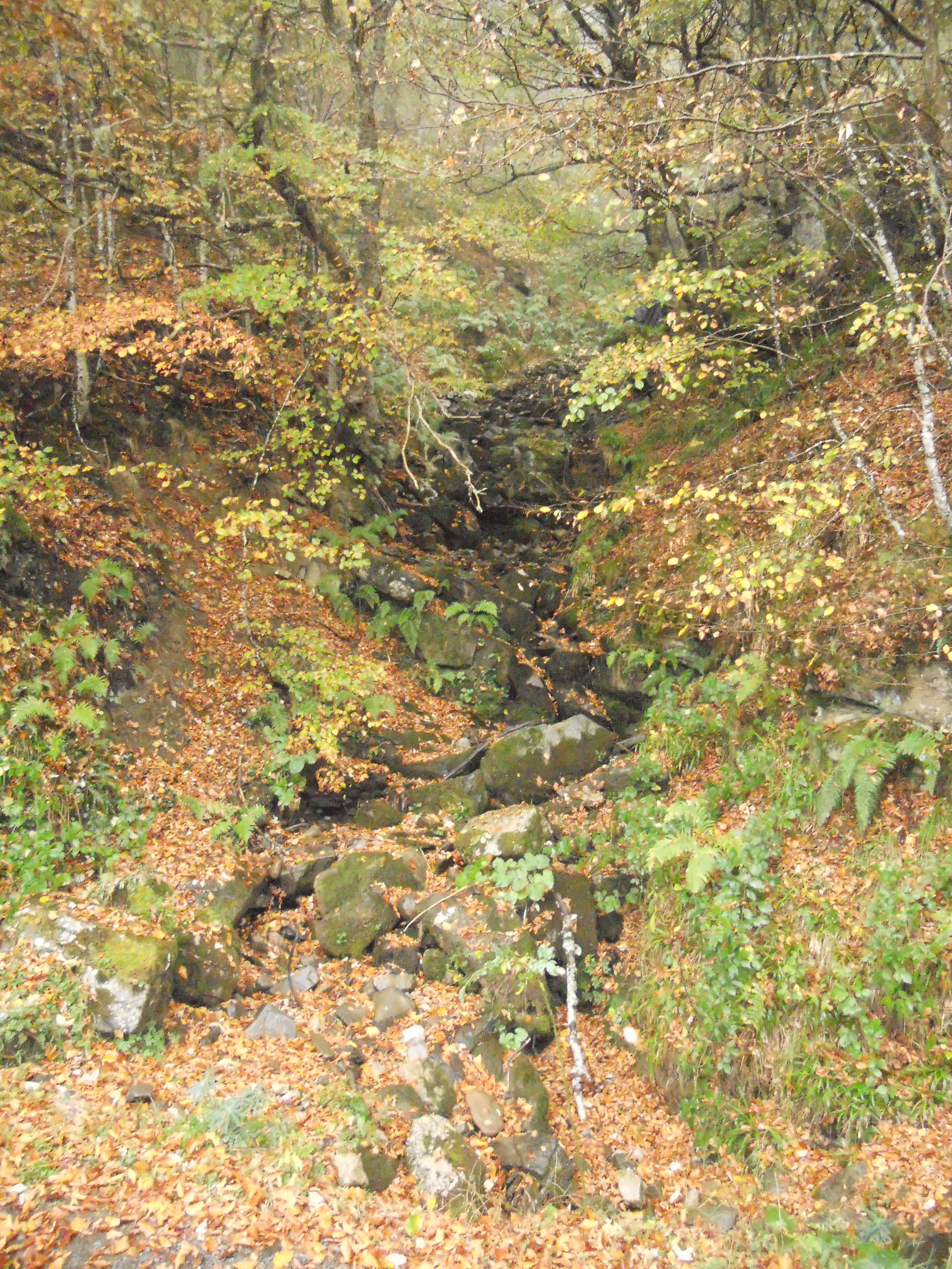 Bosque de Peloño